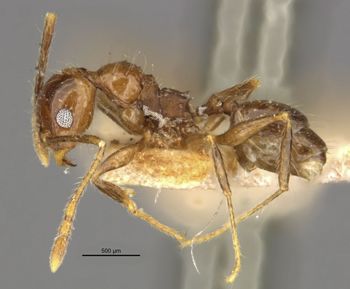 Media type: image;   Entomology 20707 Aspect: habitus lateral view